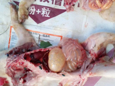 肠黏膜脱落，小肠充气