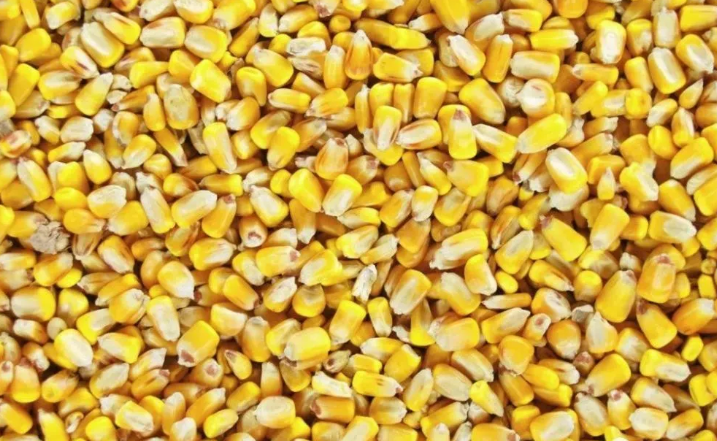 6.8萬噸巴西玉米運抵中國，對國內玉米市場影響幾何？