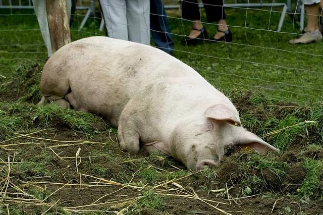 母猪不吃食是什么原因？本文教你解决它 