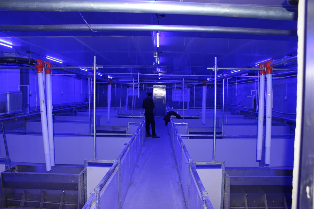 采用畜禽照明系统：有效补充猪群在舍内的光照