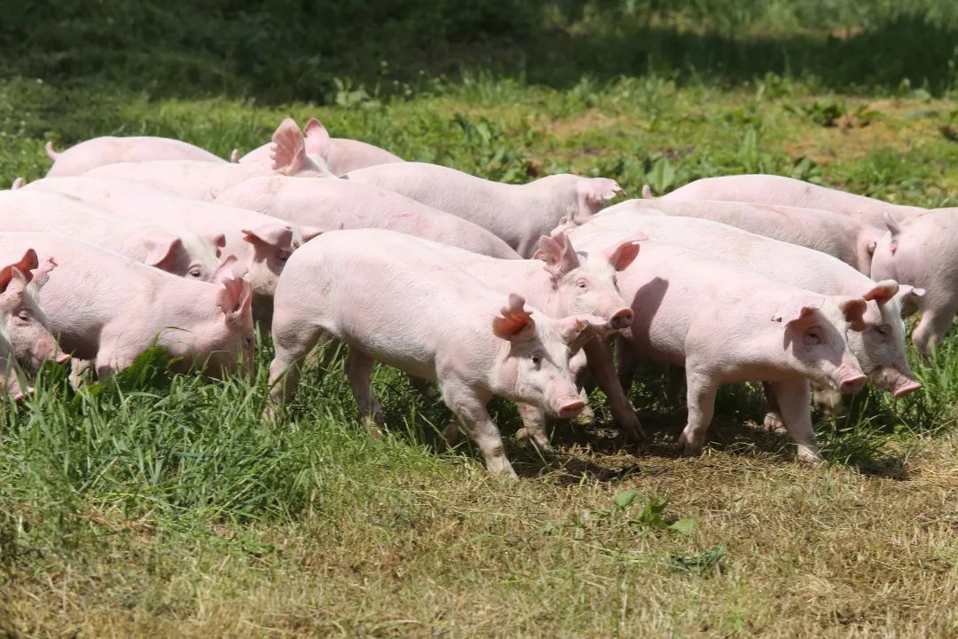 2022年金新農銷售生豬126萬頭，收入18.19億元