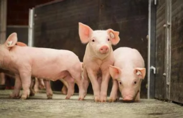 2023年01月11日全國各省市20公斤仔豬價格行情報價，生豬價格“由跌入漲”，仔豬價格走勢如何？會跟漲嗎?