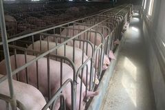节粮降耗、减少污染！减少豆粕使用近30万吨，扬翔推动解决“人猪争粮”矛盾