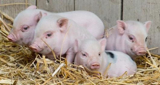 经济形势持续困难，德国生猪养殖业萎缩至历史低点