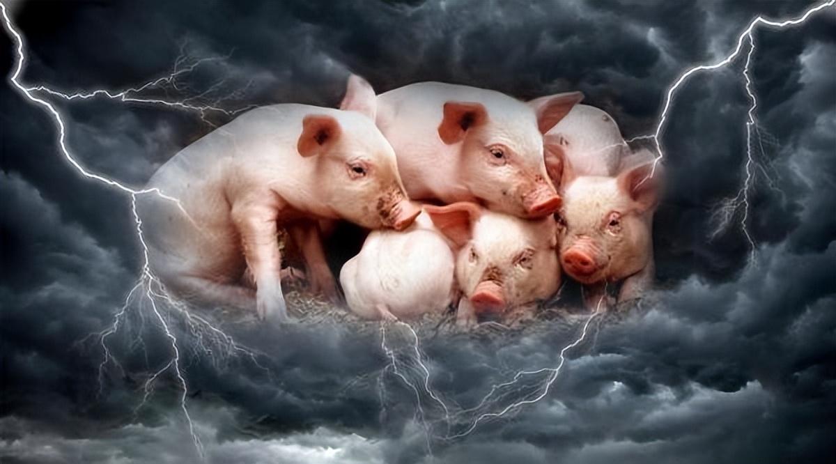 2022年卖猪超800万头！出栏量位居第四！正邦科技终于迎来曙光？