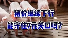 1月12日生猪价格：大涨不了暴跌也难，短期市场或以震荡调整为主！