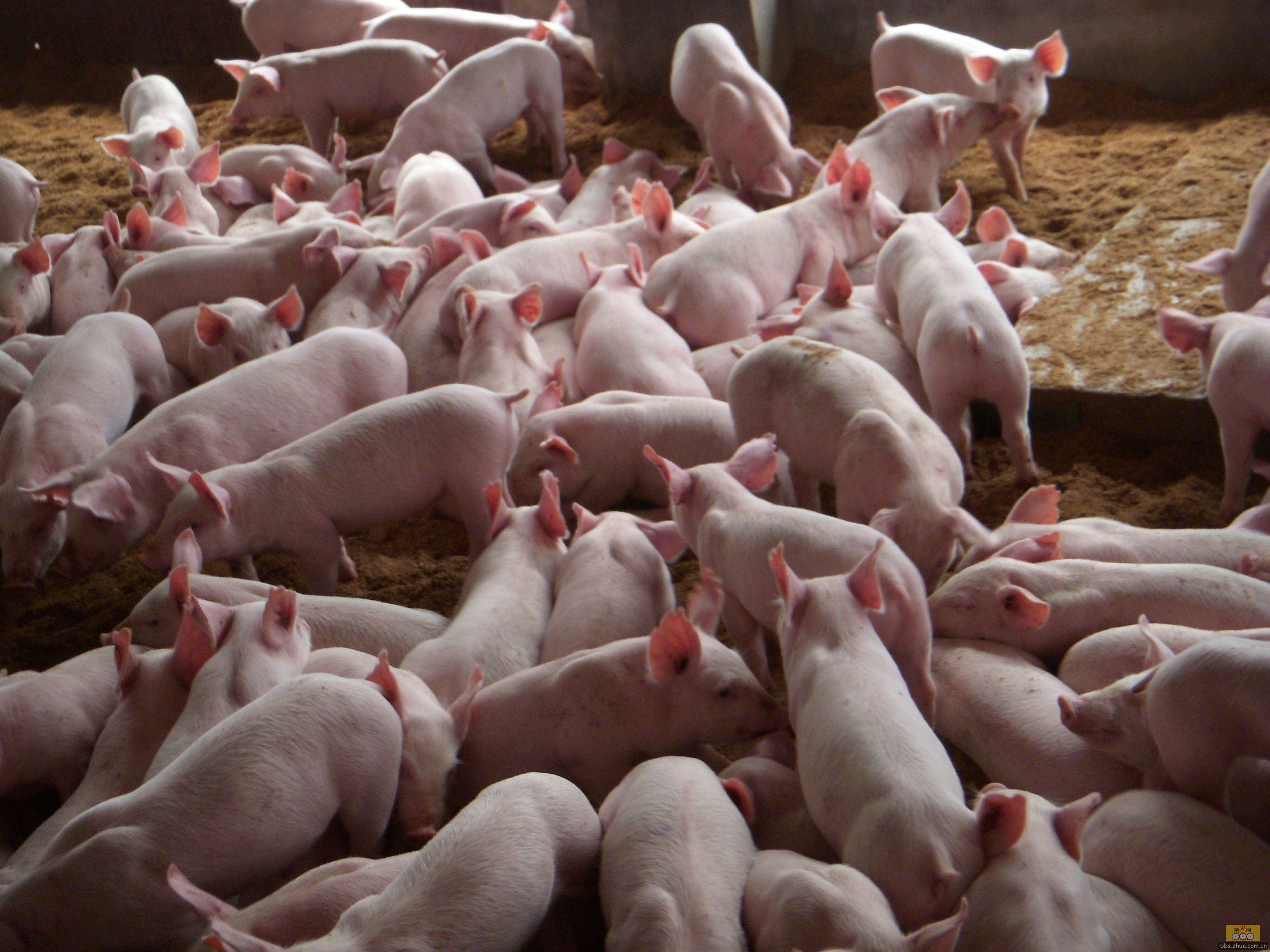 生猪产能变化处于临界点，短期内养殖行业有亏损可能！