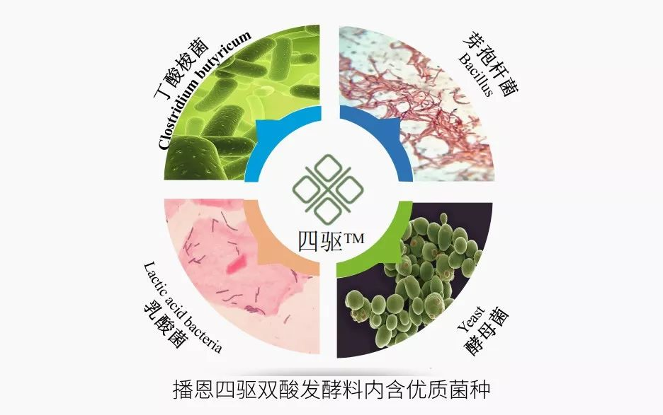播恩四驱双酸发酵料内含优质菌种