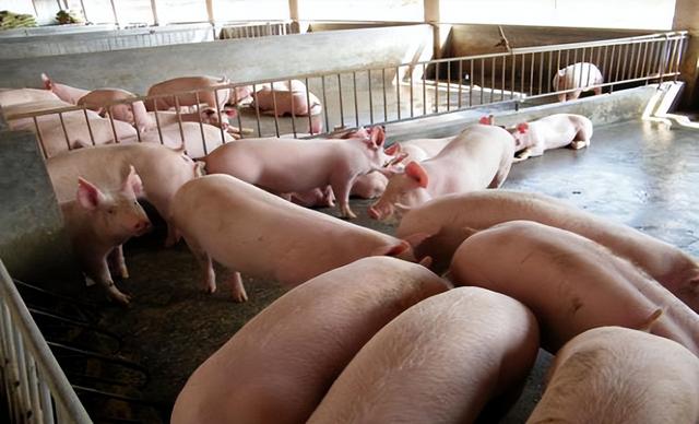 猪价低迷时，养猪人应该如何降低养猪成本？