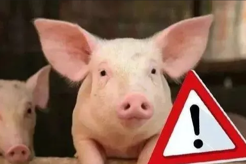 豬場一旦有豬感染非瘟，后果不堪設想，防控非瘟要掌握這些防控策略！