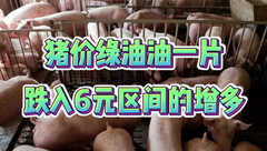 1月13日生猪价格：揪心！旺季不旺猪价一路下行，年前或难有转机？