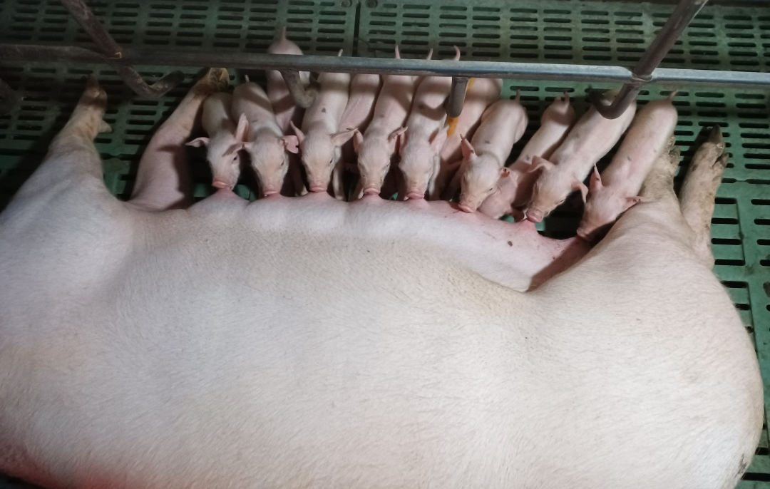 母猪和小猪