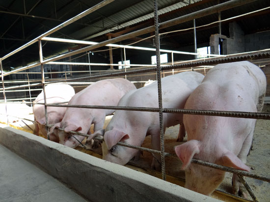 轻钢结构猪舍的养猪场要如何规划？猪舍设计的七大原则