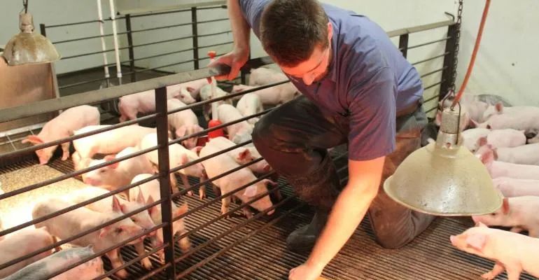 保育猪舍可以采取哪些保暖方式？养猪高手会采用哪几种方式？