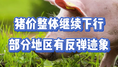 1月14日生猪价格：消费旺季临近，猪价却狂跌不止，市场到底咋了？