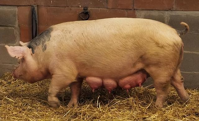 如何预防母猪上产床应激？母猪产床离地面多高最好？