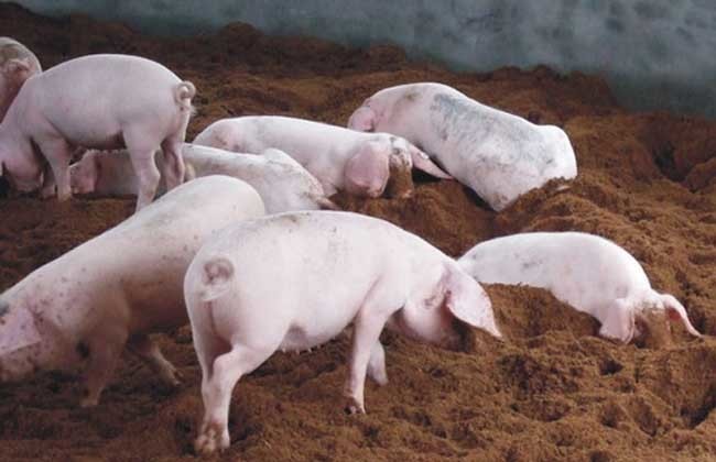 引起猪高烧不退的猪病有哪些，如何对症治疗？