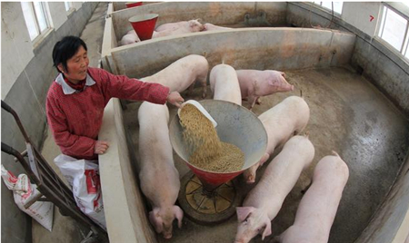 现代化猪场粪污处理怎么做？法国规模猪场粪污干湿分离生物处理的经验值得借鉴
