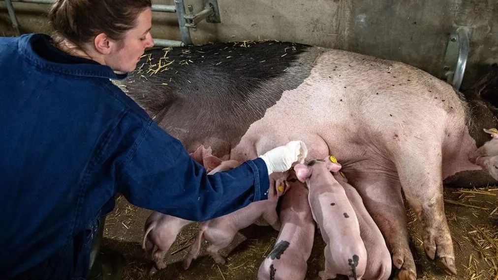 预防母猪产后感染可以从根本上预防母猪哺乳期采食量下降！