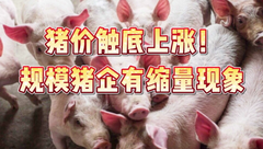 1月17日生猪价格：止跌开涨！年前猪价上涨模式就要开启？
