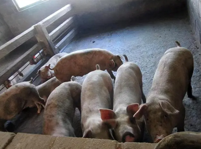 2023年01月18日全国各省市土杂猪生猪价格，屠企即将停工，猪价却大幅上涨，为啥？