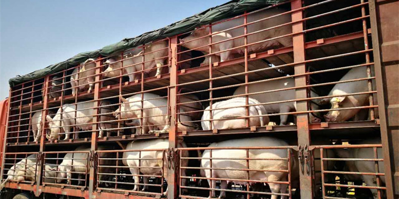 国家统计局：2022年全年生猪出栏69995万头，猪肉产量5541万吨！