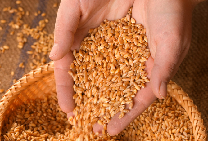 政策粮投放市场，小麦持粮主体对春节后价格不应抱有过高预期！