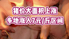 1月18日生猪价格：连涨两天！猪企陆续放假，后续猪价还会涨吗？