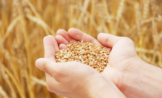 需求依旧，但小麦行情生变！年后的小麦是涨还是落？