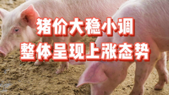 1月19日生猪价格：部分集团企业陆续放假，生猪供应缩减，利好本地猪价上涨！