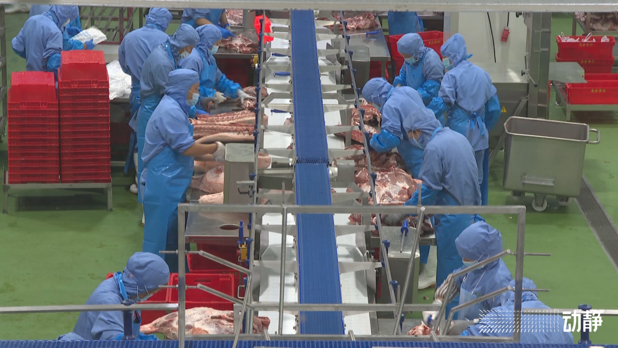 高金生产加工车间里灯火通明,工人们正在忙着对白条猪肉进行分类切割