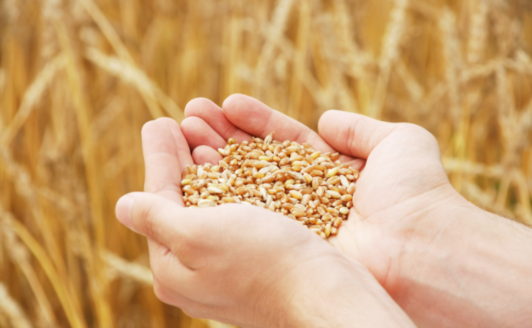 需求依旧，但小麦行情生变！年后的小麦是涨还是落？