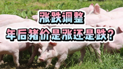 1月20日生猪价格：行情稳中略涨，年后或仍是卖猪机会？
