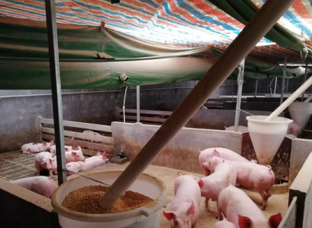 2023年01月21日全国各省市10公斤仔猪价格行情报价，多地仔猪价格低于300一头，是补栏的好时机吗？