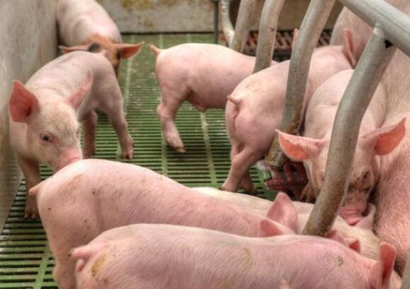 2023年01月22日全国各省市15公斤仔猪价格行情报价，仔猪价格跌无可跌，连续半个月底部摩擦！