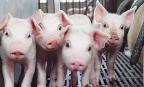 2023年01月23日全国各省市10公斤仔猪价格行情报价，仔猪持续低位运行，补栏情绪分化！