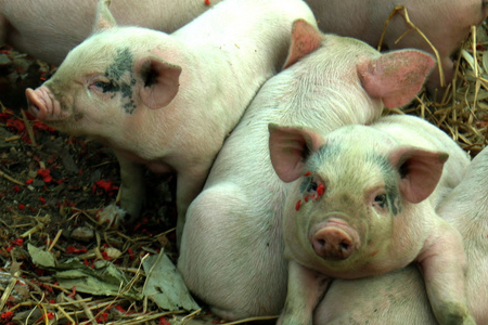 2023年01月23日全国各省市15公斤仔猪价格行情报价，南北仔猪一个价，规模场仔猪价格略高与散户！