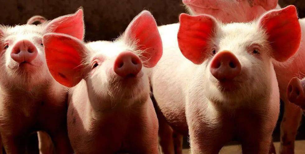 2023年01月24日全国各省市10公斤仔猪价格行情报价，仔猪价格跌至半年最低，何时转涨？