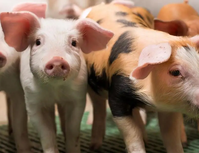 2023年01月25日全国各省市20公斤仔猪价格行情报价，仔猪跌入冰窟，为何养殖户不愿补栏？