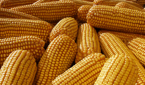 2023年01月25日全国各省市玉米价格行情，需求支撑下，玉米价格难有大的下降空间