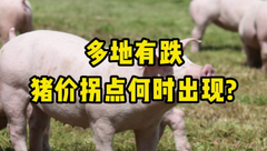 1月27日生猪价格：17地有跌，猪价拐点何时出现？