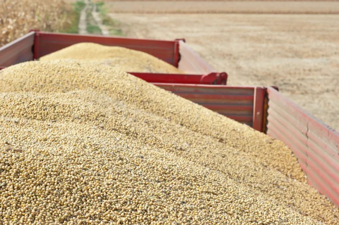2022年豆粕行情创十年新高！2023年还会继续上涨吗？