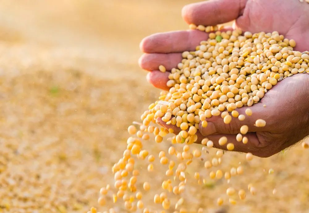 2022年豆粕行情创十年新高！2023年还会继续上涨吗？