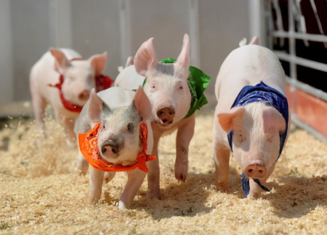 2022年中国养猪业巨头28强排名新鲜出炉，牧原遥遥领先！