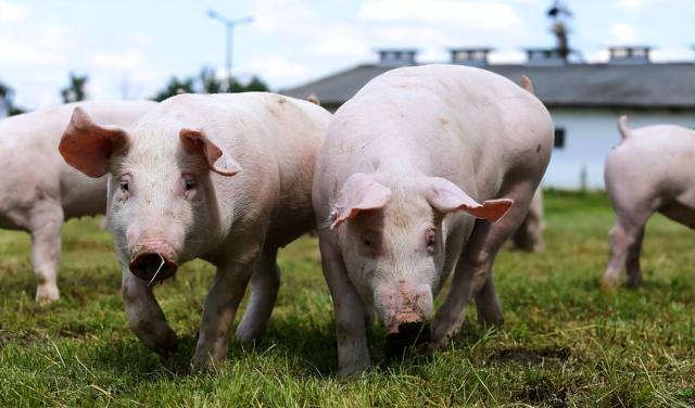 国家统计局：1月中旬生猪价格14.6元/千克，环比下跌2.7%