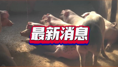 国家发改委：猪粮比价进入过度下跌二级预警区间！猪肉收储或将启动？