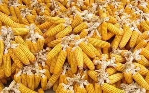 需求是否仍然强劲？2023年玉米行情有哪些变化？