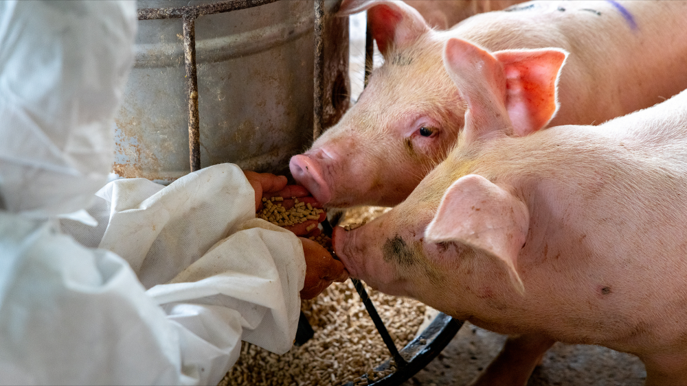 水肿病是由喂配合饲料而引起的吗？仔猪水肿病与饲料营养之间究竟有啥关系？