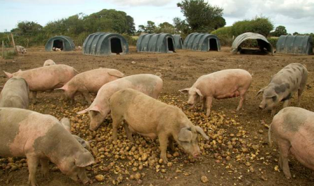 如何均衡搭配饲料才能让生猪充分吸收营养？