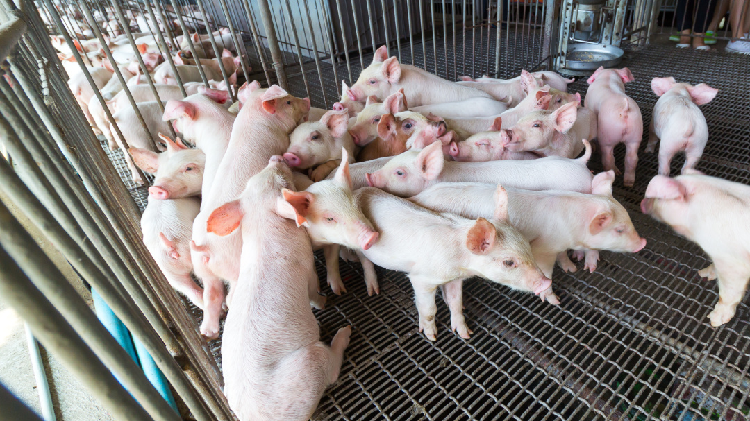 2023年01月31日全国各省市10公斤仔猪价格行情报价，养殖亏损加剧，仔猪补栏积极性降低，仔猪市场何时能迎来景气？